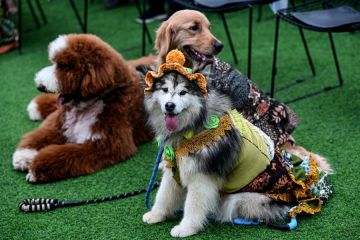 Album Asia: Mengintip pesta "pernikahan" unik untuk anjing di Jakarta