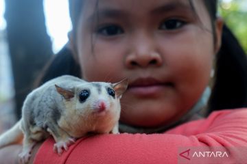 Komunitas pencinta sugar glider