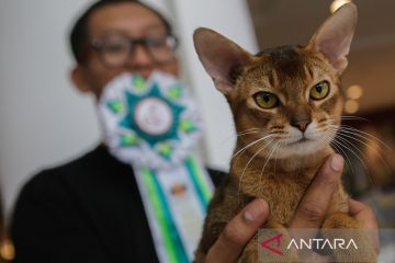 Kontes kucing nasional