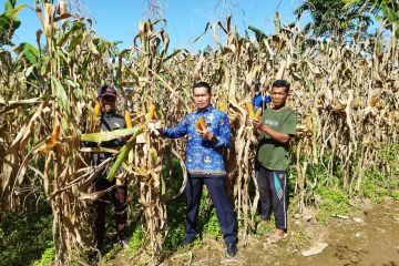 Lapas Lubuk Basung Sumbar memanen jagung program pembinaan kemandirian