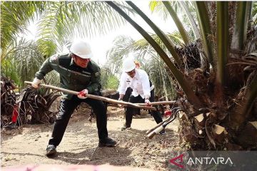 Kementan dorong Sumsel jadi percontohan pengembangan sawit nasional