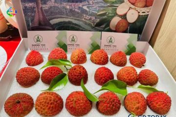 Buah leci Guangdong menarik minat konsumen Singapura