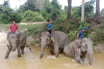 PHR alokasikan Rp24 miliar dukung program konservasi gajah