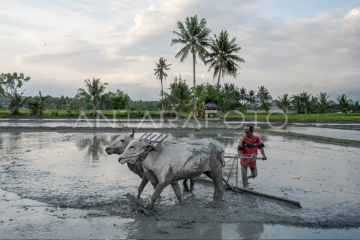 Indonesia masih surplus beras