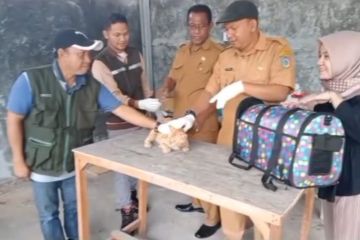 Distan Pangan Bali jelaskan soal sapi yang dapat terinfeksi rabies