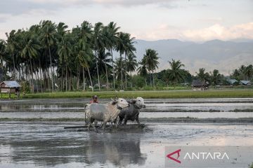 Surplus beras hingga Juli 2023