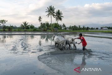 Surplus beras hingga Juli 2023