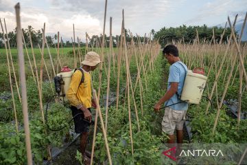 Rencana perubahan skema subsidi pupuk