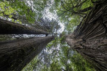 Studi ungkap penyebab pergeseran garis batas pohon akibat pemanasan
