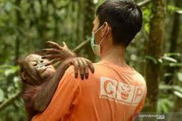 Petugas penyuluh kehutanan evakuasi anak orang utan di Inhil 