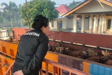 Karantina Pertanian Lampung tolak 31 ekor sapi asal Bima 
