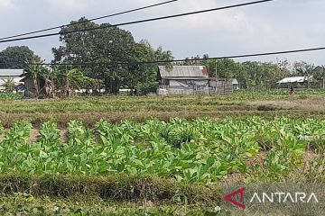 Pemkab Pamekasan ubah BPP tembakau 2023 Rp56.597/Kg