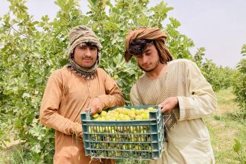Album Asia: Menengok aktivitas panen buah ara di Kandahar, Afghanistan