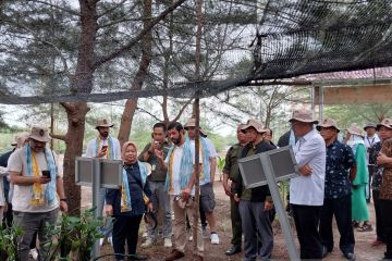 Belitung jadi lokasi  pusat penelitian mangrove kelas dunia 