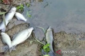 DLH cek penyebab ikan mati di sungai Mukomuko