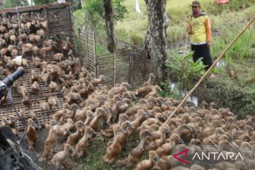 Purwakarta suplai entog unggul untuk wisata kuliner Sukasari