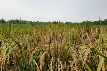 Ribuan hektare sawah di Tangerang Banten terancam kekeringan