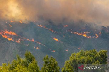 Kebakaran hutan tewaskan 25 orang di Aljazair