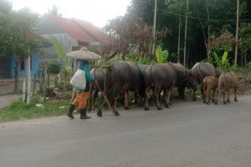 Ternak kerbau jadi harapan ekonomi petani Lebak