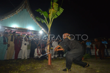Prosesi manabang batang pisang Tabuik di Pariaman