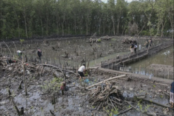 Polisi tangkap seorang perusak hutan mangrove di Bandarlampung