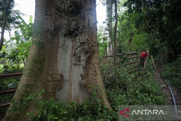 Hutan purba Ranjuri di Sigi