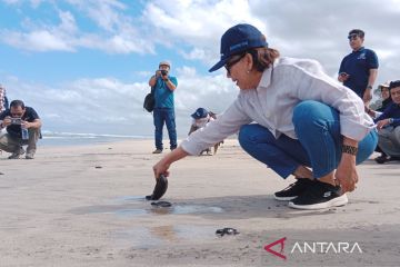 Rektor UGM lepas tukik di Pantai Trianggulasi dukung pelestarian penyu