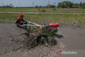 Balap traktor di Klaten