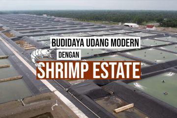 Budidaya udang modern dengan Shrimp Estate bagian 2