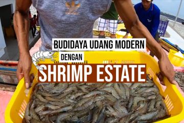 Budidaya udang modern melalui Shrimp Estate bagian 3