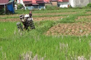 Ancaman El Nino tidak pengaruhi produksi padi di Padang