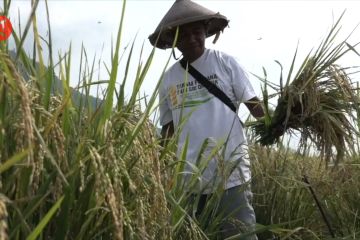Antisipasi El Nino, Jokowi minta genjot produksi-serapan pangan lokal