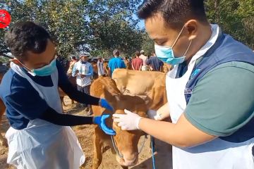 Cegah penyebaran antraks, DKPP Madiun periksa kondisi hewan di pasar