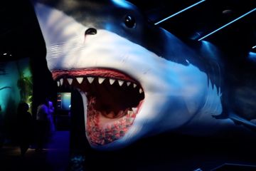 Menyambangi pameran hiu di Texas, AS