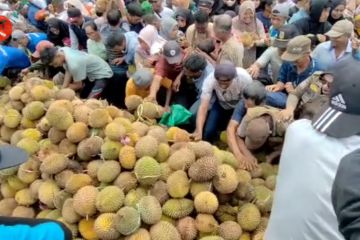 Keseruan Festival durian di Parigi Moutong