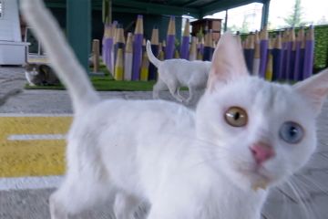 Menengok “Kota Kucing” untuk kucing liar di Turki tengah