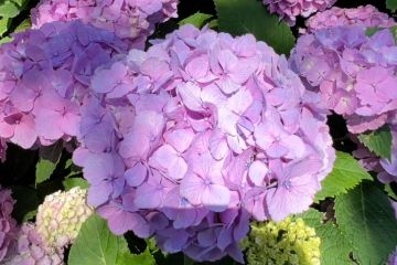 Menikmati Bunga Hortensia kala musim panas di Jepang