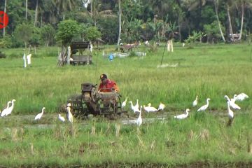 Nilai tukar petani naik, Sumbar masih kekurangan penyuluh pertanian