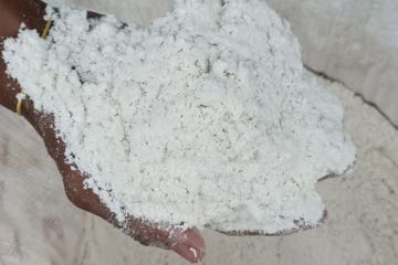 Pembuatan tepung sagu dari batang pohon rumbia di Kalsel