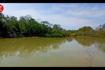 Pokdarwis Putri Gundul sukses kembangkan hutan mangrove di Panimbang