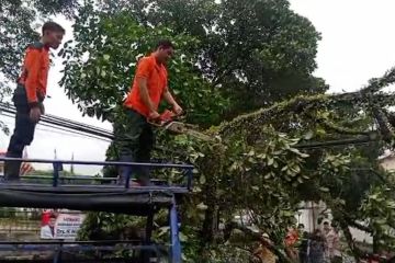 Puluhan pohon tumbang di Padang akibat hujan dan angin kencang
