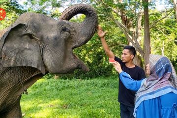 Mengunjungi kawasan wisata konservasi gajah di Aceh Jaya