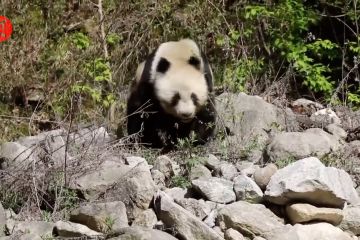 Seekor Panda Qinling ditemukan berkeliaran di jalanan
