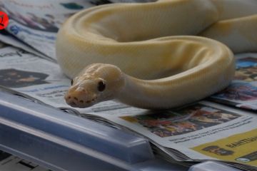 Ternak spesies ular ball python menghasilkan banyak keuntungan