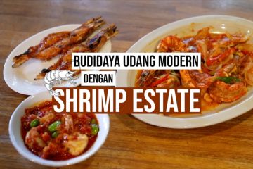 Budidaya udang modern dengan Shrimp Estate bagian 1