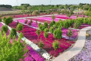 Mengintip keindahan taman ekologi di Ladang Minyak Daqing, China