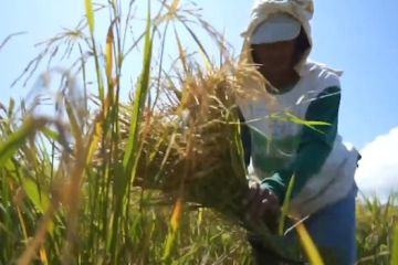 Nilai tukar petani pengaruhi turunnya angka kemiskinan di Kaltim