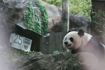 HUT ke-25 panda raksasa Mei Xiang dirayakan di kebun binatang AS