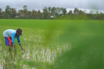 Antisipasi El Nino, Sulteng siapkan benih padi, jagung, dan kedelai