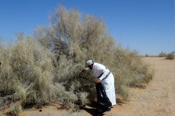 Arab Saudi meluncurkan proyek untuk cegah kebakaran hutan